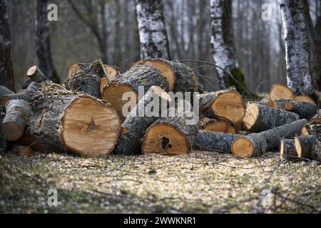 Quantité importante de rondins fraîchement coupés empilés dans une variété de troncs d'arbres de différentes tailles et quelques arbres restants de divers hei Banque D'Images