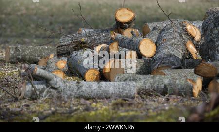 Grande pile de bûches d'arbres coupés de différentes tailles et de branches dispersées dans une zone herbeuse dans un cadre boisé Banque D'Images