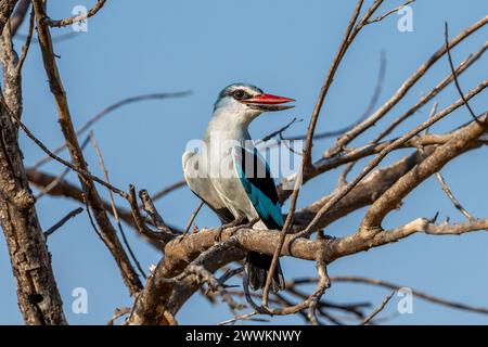 Woodland Kingfisher assis sur une branche d'arbre au Botswana, Afrique Banque D'Images