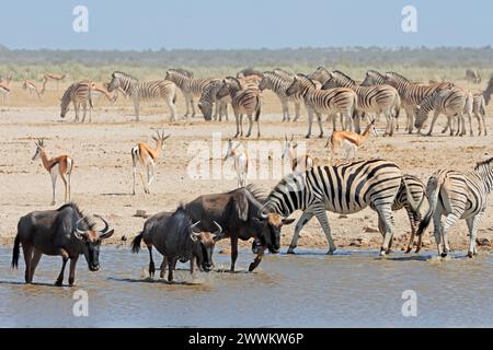 Troupeaux de gnous, springbok et zèbres des plaines dans un trou d'eau, parc national d'Etosha, Namibie Banque D'Images