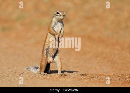 Un écureuil terrestre en alerte (Xerus inaurus) debout sur les pattes arrière, Afrique du Sud Banque D'Images