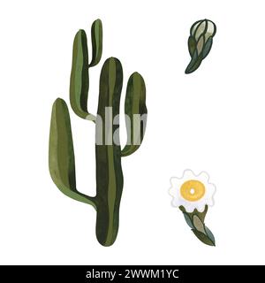 Saguaro. Cactus en fleurs avec des fleurs blanches et jaunes. Plantes pour la maison. Floriculture. Flore du désert. Illustration aquarelle isolée sur blanc Banque D'Images