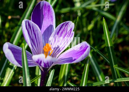 un crocus violet annonce le printemps parmi l'herbe verte fraîche, gros plan Banque D'Images