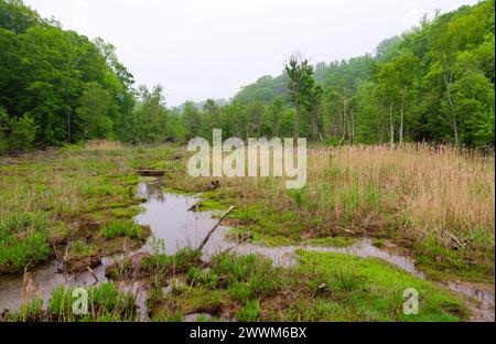 Un canal sinueux d'eau sombre traverse une végétation marécageuse vert vif et des roseaux brunâtres sous des pentes boisées du Westmoreland State Park, en Virginie. Banque D'Images