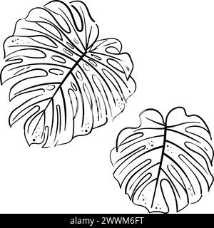 Croquis dessiné à la main de feuilles de monstera tropicales. Plante exotique - Monstera deliciosa. Contours noirs isolés sur fond blanc. Illustration vectorielle Illustration de Vecteur