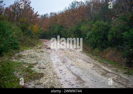 Naviguez dans le charme rustique d'une route boueuse recouverte de feuilles, invitant à une aventure en plein air au cœur de la beauté terrestre et automnale de la nature. Banque D'Images