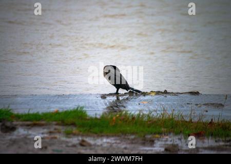 Sous la pluie rythmée, une espèce de Phalacrocorax se dresse gracieusement près de la rive, ornée de gouttes de pluie, capturant l’essence poétique d’une avia humide Banque D'Images