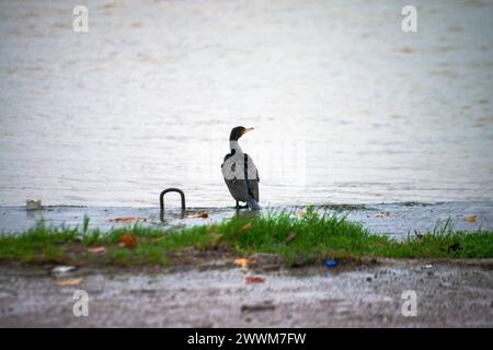 Sous la pluie rythmée, une espèce de Phalacrocorax se dresse gracieusement près de la rive, ornée de gouttes de pluie, capturant l’essence poétique d’une avia humide Banque D'Images