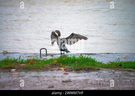 Sous la pluie rythmée, une espèce de Phalacrocorax se dresse gracieusement près de la rive, ornée de gouttes de pluie, capturant l’essence poétique d’une avia humide Banque D'Images