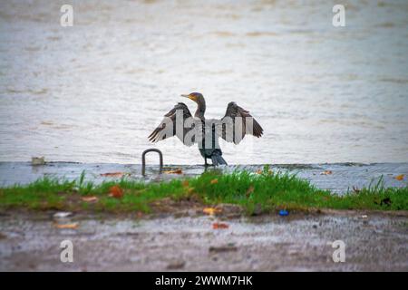 Sous la pluie rythmée, une espèce de Phalacrocorax se dresse gracieusement près de la rive, ornée de gouttes de pluie, capturant l’essence poétique d’une avia humide Banque D'Images