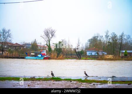 Sous la pluie rythmée, une espèce de Phalacrocorax se dresse gracieusement près de la rive, ornée de gouttes de pluie, capturant l’essence poétique d’une avia humide Banque D'Images