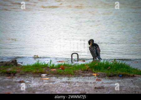 Sous la pluie rythmée, une espèce de Phalacrocorax se dresse gracieusement près de la rive, ornée de gouttes de pluie, capturant l’essence poétique d’une avia humide Banque D'Images