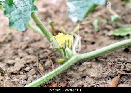 Des fleurs jaunes sont apparues sur les tiges des arbustes à concombre poussant dans le jardin. Banque D'Images