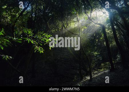 Les rayons du soleil filtrent à travers la dense canopée des arbres dans la forêt, créant un effet de lumière tamisée sur le sol de la forêt Banque D'Images