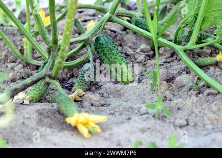 Petits concombres, ovaires, formés sur les branches de concombres poussant dans le jardin. Banque D'Images