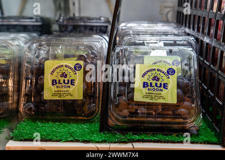 Econsave, Kampar, Perak - 25 mars 2024 : bleuets frais de la compagnie Blue Bloom sur le marché. Délicieux fruits à manger Banque D'Images
