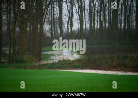 Une scène tranquille se déroule avec un peuplier le long de la rive, accompagné d'une herbe luxuriante, créant un havre de paix au bord de la rivière dans l'étreinte de la nature. Banque D'Images