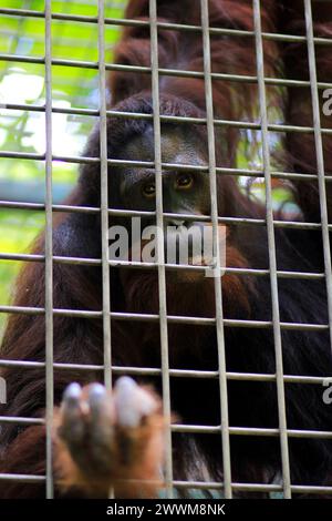 Habitants d'orang-outans de Bornéo du Jogja Wildlife Rescue Center qui ont encore la possibilité d'être renvoyés dans son habitat naturel. Banque D'Images