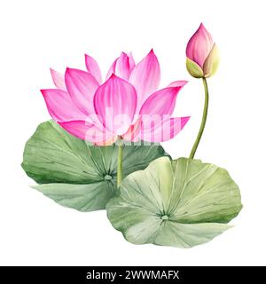 Fleur et feuilles de lotus rose néon, illustration aquarelle isolée sur fond blanc. Plante de nénuphar tropical asiatique lumineuse avec bourgeon pour spa et y Banque D'Images