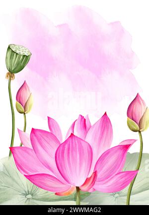 Fleur de lotus rose néon, tête de graine et feuilles, illustration aquarelle isolée sur blanc. Plante de nénuphar tropical asiatique lumineuse avec bourgeon et gousse pour s. Banque D'Images
