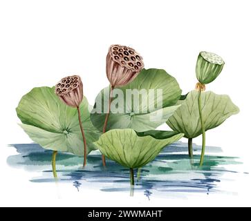 Feuilles de lotus vertes et tête de graines de lotus poussant dans l'eau, illustration aquarelle isolée sur blanc. Plante de nénuphar tropical asiatique avec vert et bro Banque D'Images