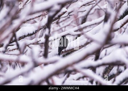 Un junco aux yeux foncés perché sur une branche d'arbre couverte de neige. Banque D'Images