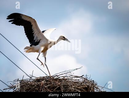 Une cigogne blanche (Ciconia ciconia) en vol approche de son nid sur un poteau Banque D'Images