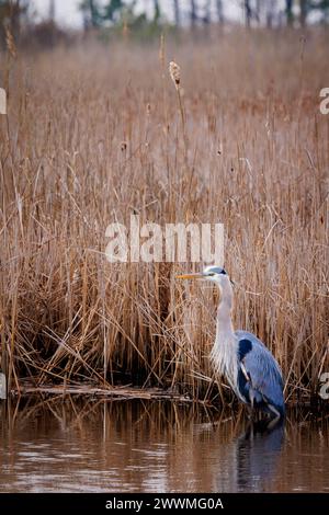 Un héron bleu chasse au Blackwater Wildlife refuge du Maryland. Banque D'Images