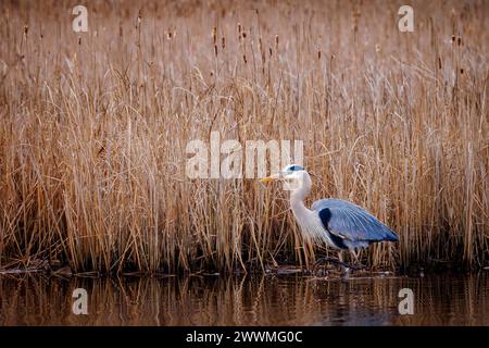 Un héron bleu chasse au Blackwater Wildlife refuge du Maryland. Banque D'Images