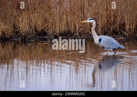 Un héron bleu chasse au Blackwater Wildlife refuge du Maryland. Banque D'Images