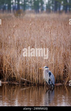 Un héron bleu chasse au Blackwater Wildlife refuge du Maryland. Banque D'Images