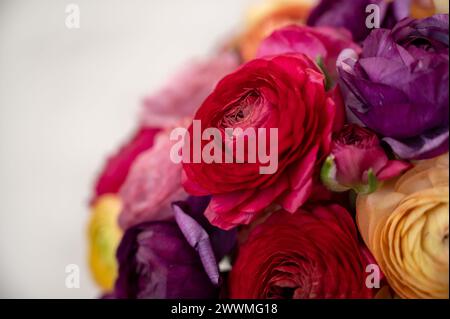 Ranoncule lumineux et coloré disposé dans un magnifique affichage floral. Banque D'Images