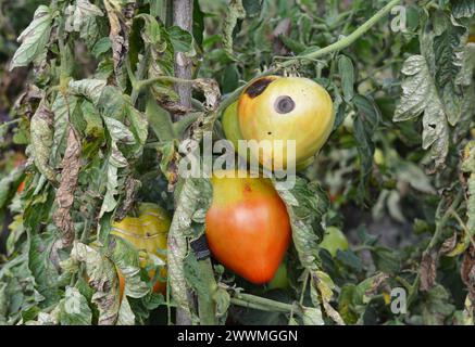 Anthracnose de la tomate. Plante de tomate malade affectée par la pourriture vertex de maladie Banque D'Images
