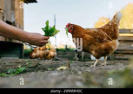 Un gros plan de poule rouge pique l'herbe des mains d'un agriculteur. Banque D'Images