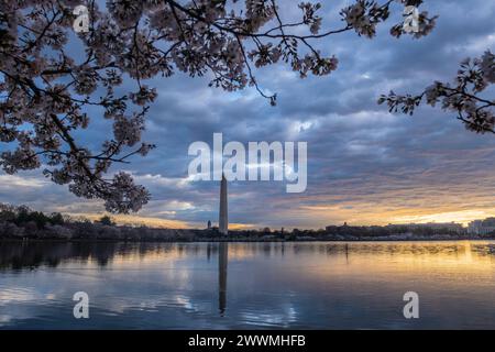 Washington Monument encadré par des cerisiers en fleurs en pleine floraison en W. Banque D'Images