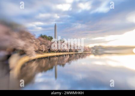 Washington Monument encadré par des cerisiers en fleurs en pleine floraison en W. Banque D'Images