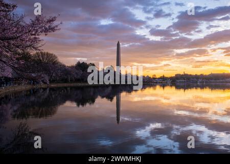 Washington Monument encadré par des cerisiers en fleurs en pleine floraison en W. Banque D'Images