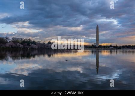 Washington Monument encadré par des cerisiers en fleurs en pleine floraison en W. Banque D'Images