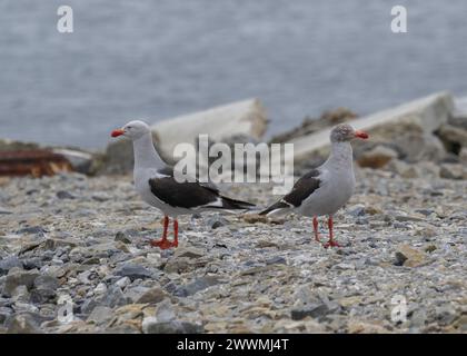 Dauphin mouette (Larus scoresbii), Stanley, Malouines, janvier 2024 Banque D'Images