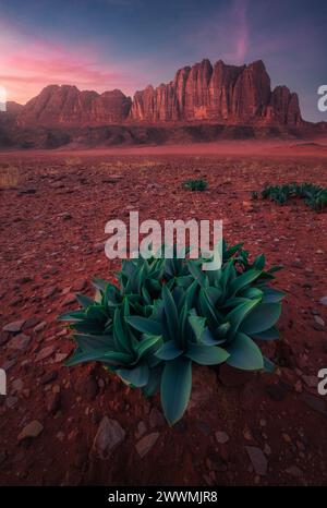 Ciel rose au-dessus de Sandstone Peaks et des usines de squill de mer dans le Wadi Rum Banque D'Images