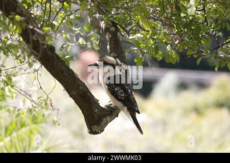 Gros plan d'un Kookaburra à Castlemaine, Victoria, Australie Banque D'Images