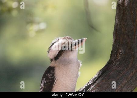 Gros plan d'un Kookaburra à Castlemaine, Victoria, Australie Banque D'Images