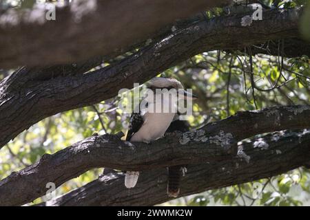 Gros plan d'un Kookaburra à Castlemaine, Victoria, Australie Banque D'Images