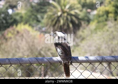 Gros plan d'un Kookaburra à Castlemaine, Victoria, Australie Banque D'Images