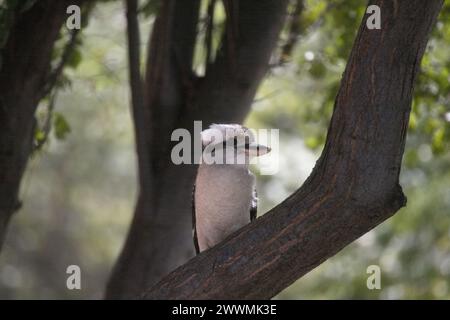 Gros plan d'un Kookaburra à Castlemaine, Victoria, Australie Banque D'Images