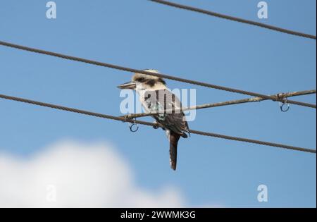 Gros plan d'un Kookaburra à Castlemaine, Victoria, Australie Banque D'Images