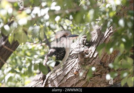 Gros plan d'un Kookaburra à Castlemaine, Victoria, Australie Banque D'Images