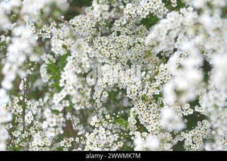 Fleurs blanches d'un spiraea, spirea, arbuste dans un jardin, Hongrie Banque D'Images