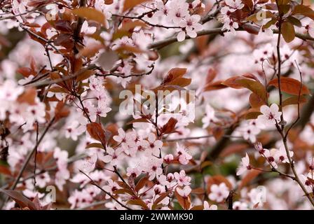 Fleurs de prune, Prunus cerasifera nigra, gros plan. Brindilles d'un arbre ornemental à garten. Début du printemps. Arrière-plan naturel. Trencin, Slovaquie Banque D'Images