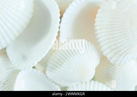 Gros plan sur les coquillages blancs. Mise au point sélective. Fond de coquille naturelle. Flou sélectif. Banque D'Images